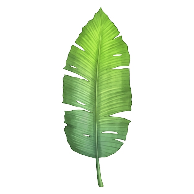 Ilustración de hojas tropicales en acuarela