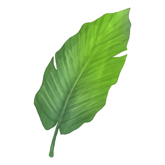 Ilustración de hojas tropicales en acuarela