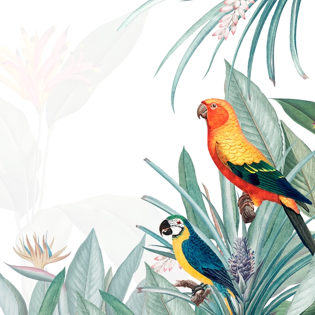 PSD gratuito ilustración de maqueta tropical de guacamayo