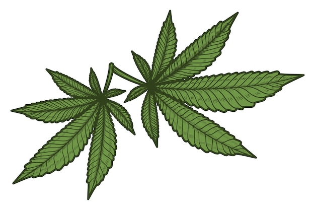 Ilustración de una planta de maleza aislada