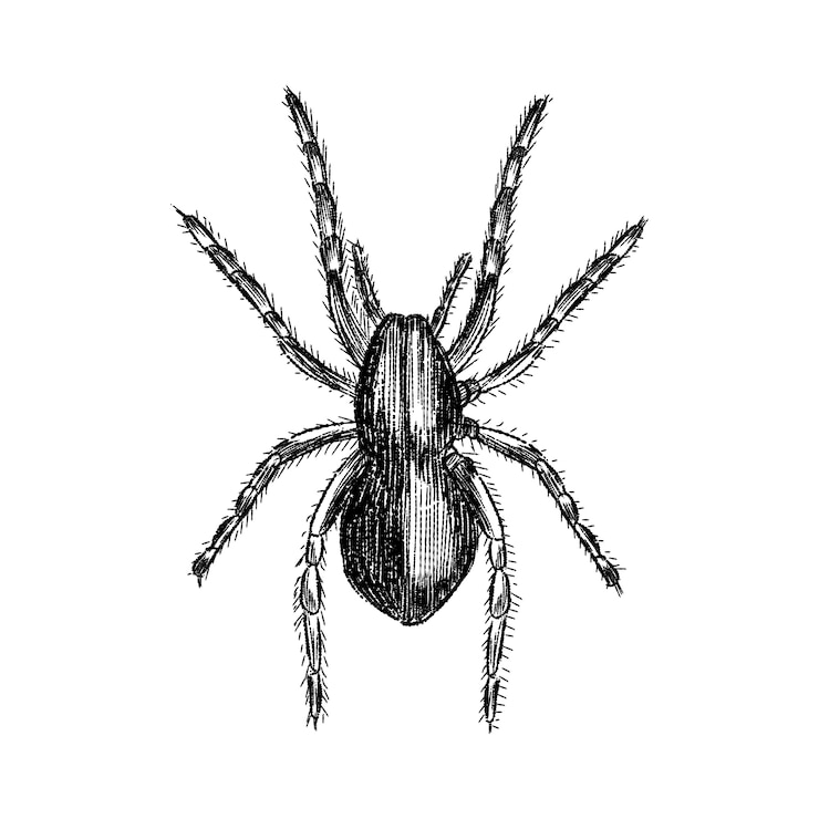 PSD gratuito ilustración realista de halloween dibujada a mano con araña