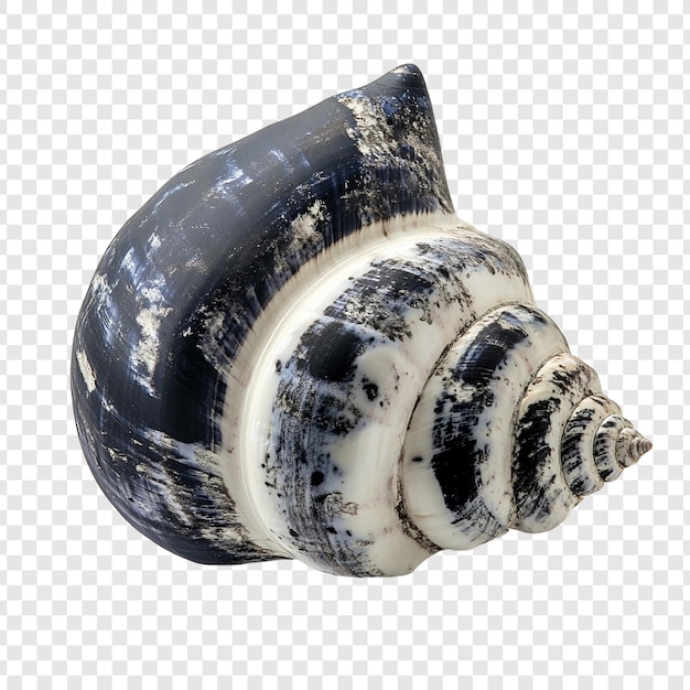 Una impresionante concha de mar Un primer plano de una concha en espiral negra y blanca