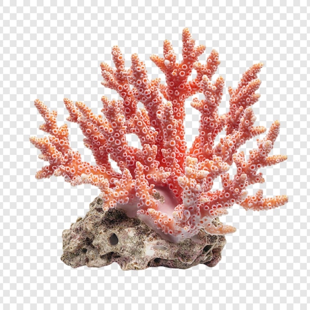 Un impresionante espécimen de arrecife de coral rosado