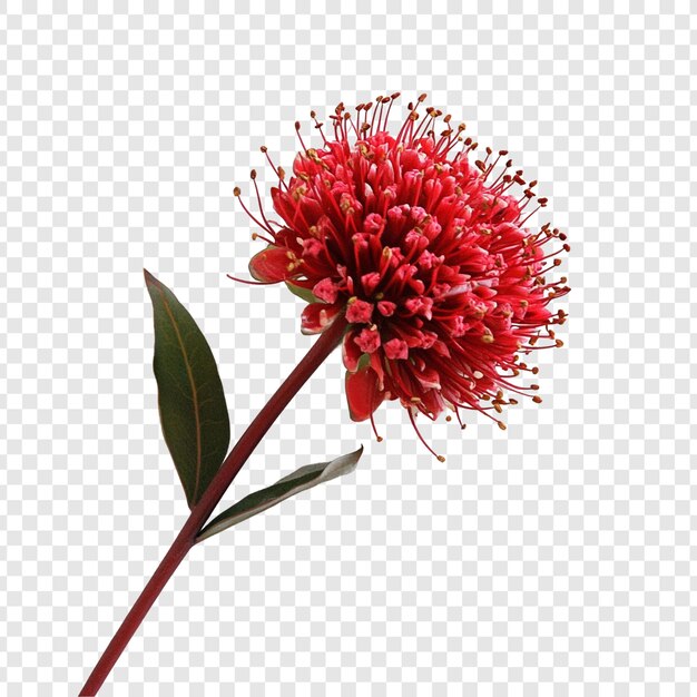 La impresionante flor del cojín carmesí