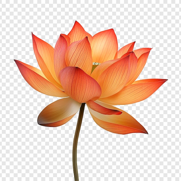 La impresionante flor del loto naranja