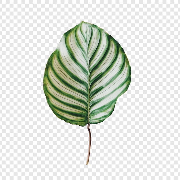 La impresionante hoja de calathea, una obra maestra de la botánica