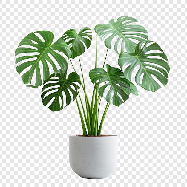 La impresionante Monstera Deliciosa en una olla una exuberante planta de interior