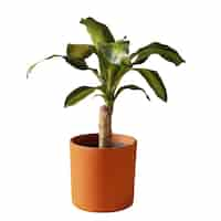 Gratis PSD indoor plant geïsoleerd