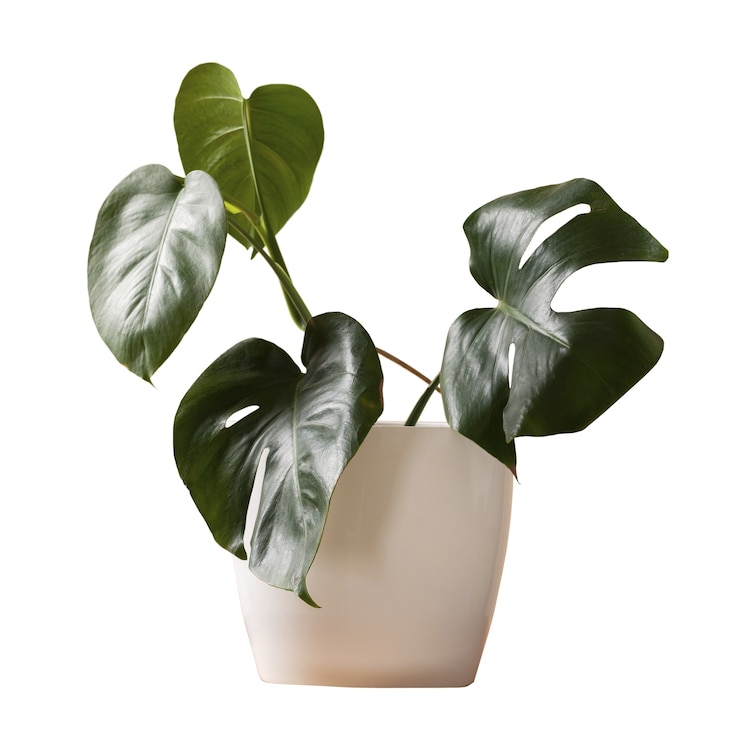 Gratis PSD indoor plant geïsoleerd