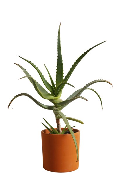 Indoor plant geïsoleerd