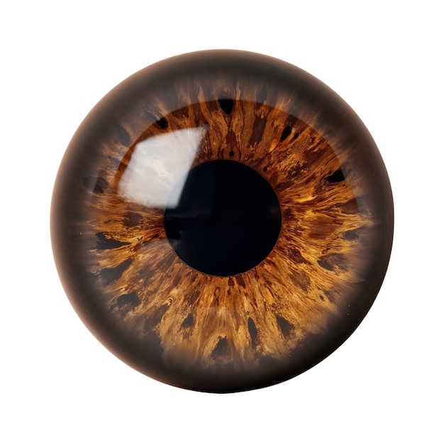 Iris del ojo aislado