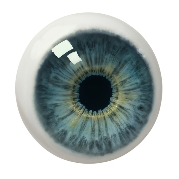 Iris del ojo aislado