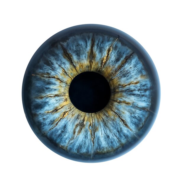 Iris del ojo aislado