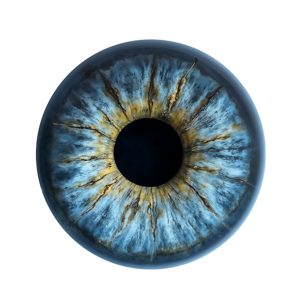 Iris del ojo aislado