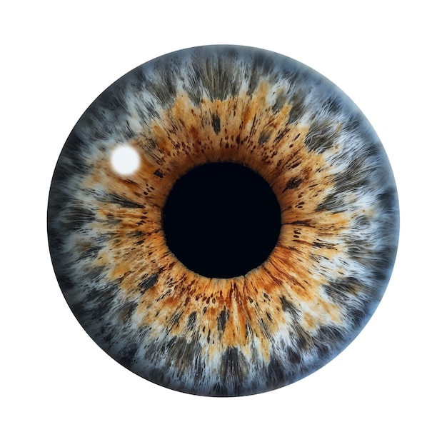 Iris del ojo aislado