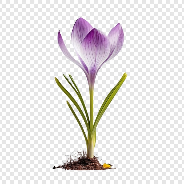 Gratis PSD krokusbloem geïsoleerd op transparante achtergrond