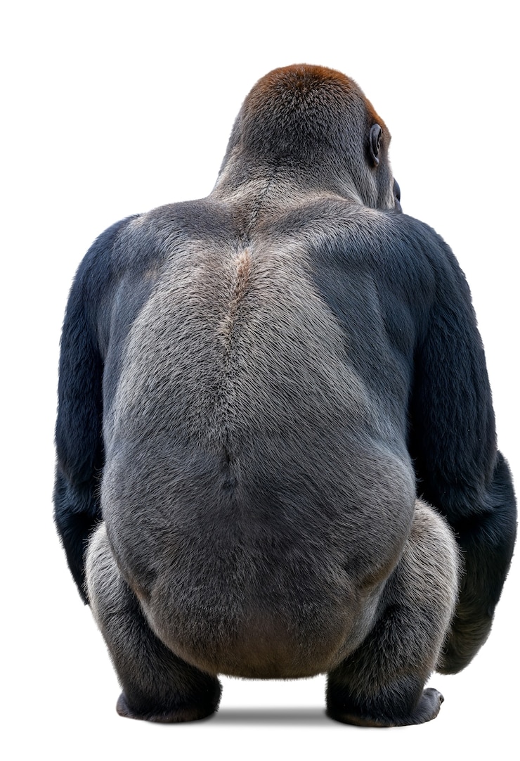 PSD gratuito l'adorabile gorilla isolato