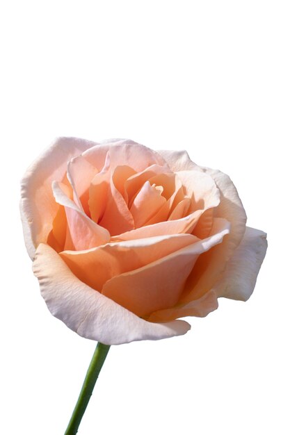 La vista di un bellissimo fiore di rosa in fiore
