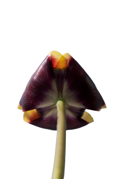 La vista di un bellissimo fiore di tulipano in fiore