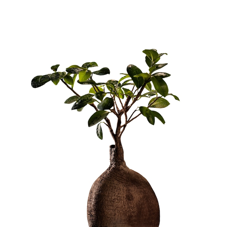 PSD gratuito la vista di un piccolo albero bonsai