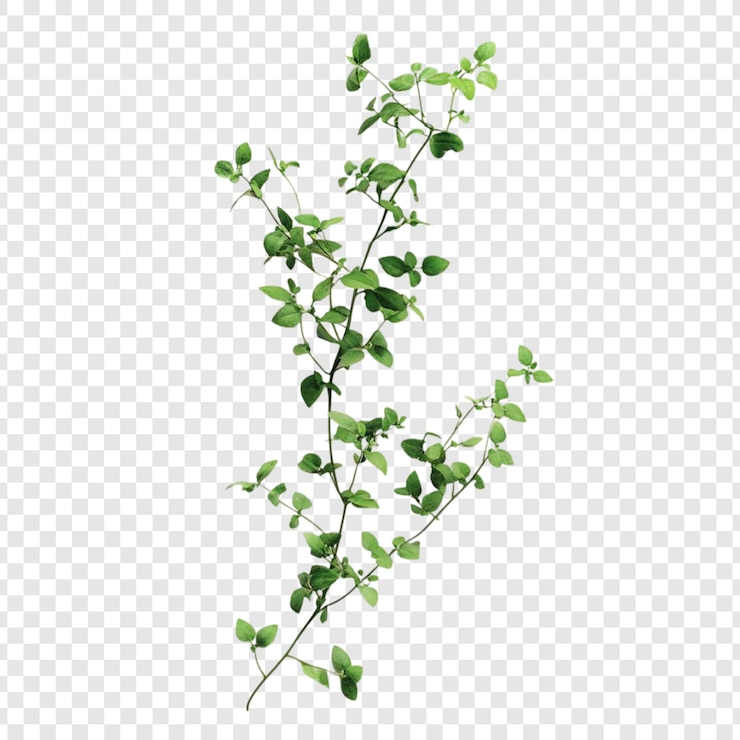 PSD gratuito la vivace vite verde da vicino