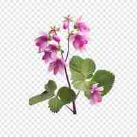 Gratis PSD lamium bloem geïsoleerd op transparante achtergrond