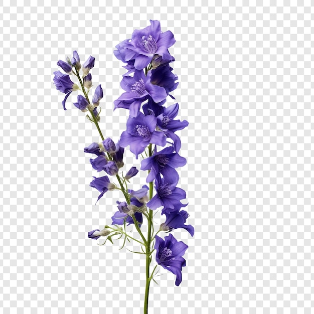Gratis PSD larkspur bloem png geïsoleerd op transparante achtergrond