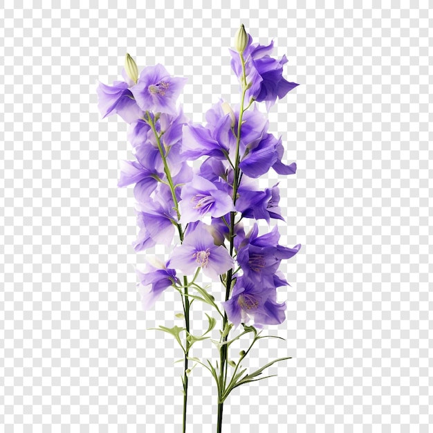 PSD gratuito larkspur flor png aislado en un fondo transparente