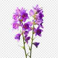 PSD gratuito larkspur flor png aislado en un fondo transparente