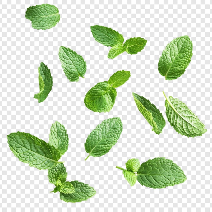 PSD gratuito le foglie di menta fresca galleggiante danno un'immagine vivace delle erbe