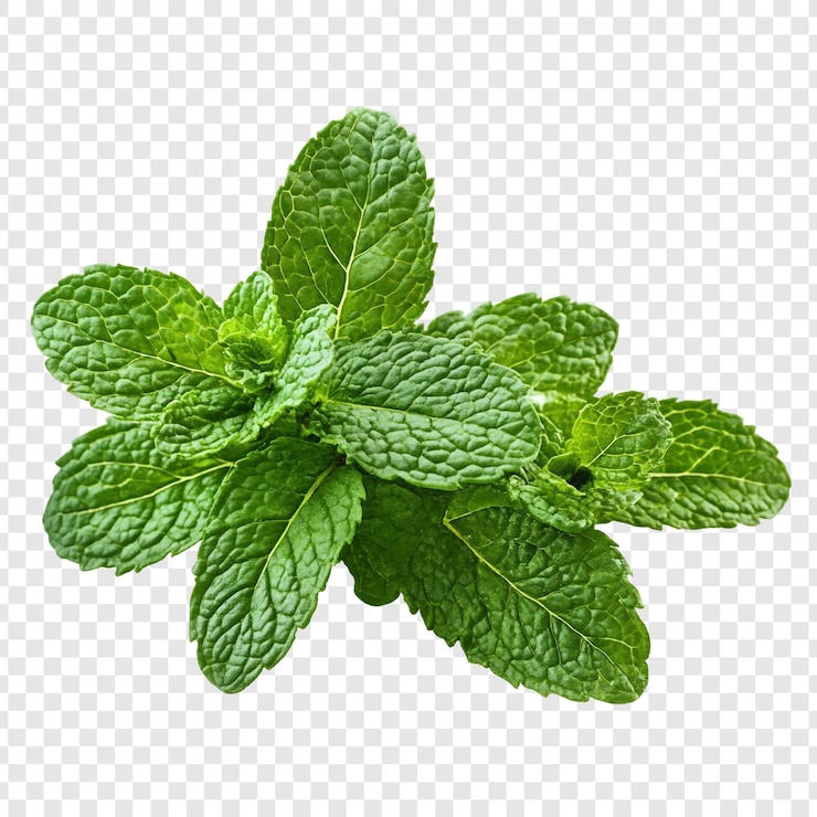 PSD gratuito le foglie di menta verde vibrante del ramo personificano la freschezza