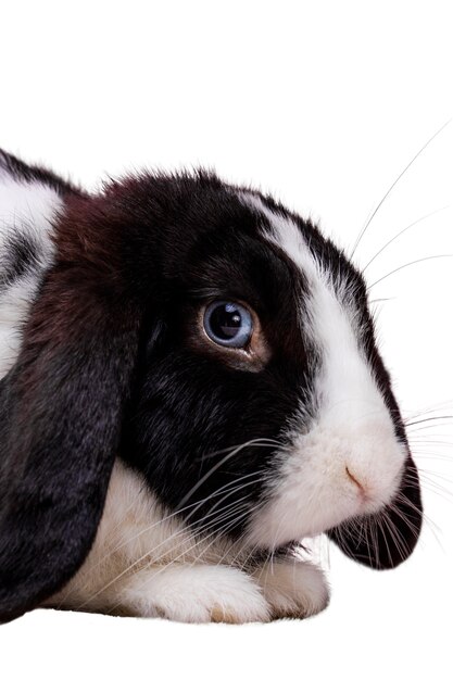 Leuk huisdierenportret van een konijn