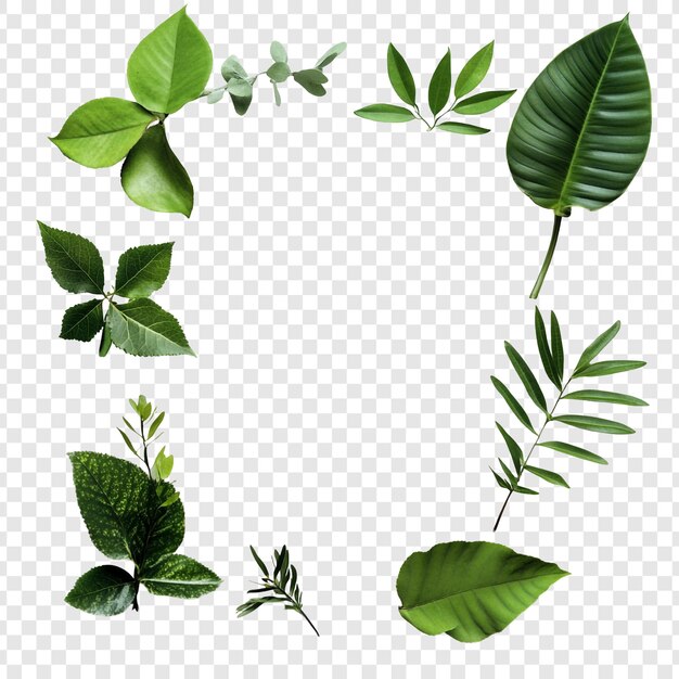 Levendige groene bladeren vormen een botanische samenstelling