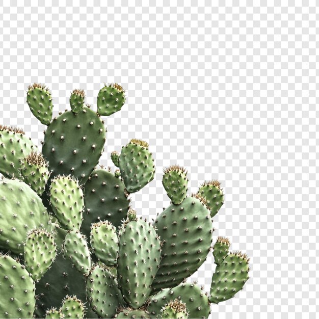 Levendige prikkeltje cactus cluster Weelderige groene woestijnplant