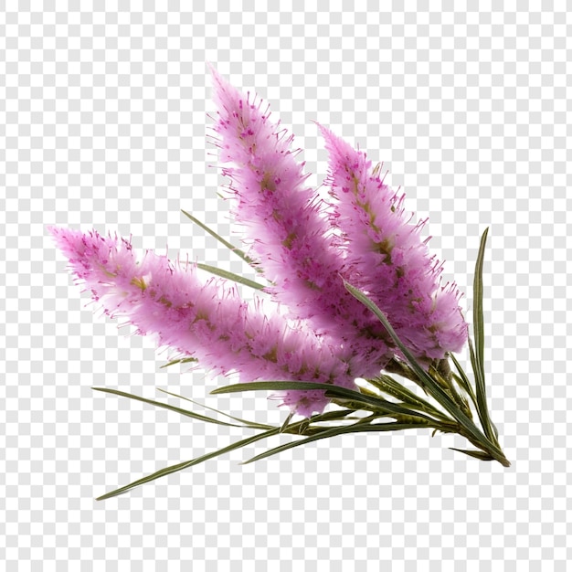 Gratis PSD liatris bloem png geïsoleerd op transparante achtergrond