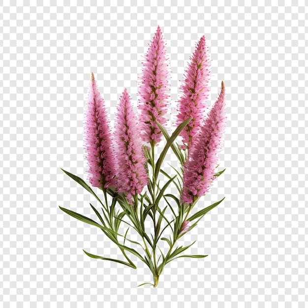 Gratis PSD liatris bloem png geïsoleerd op transparante achtergrond