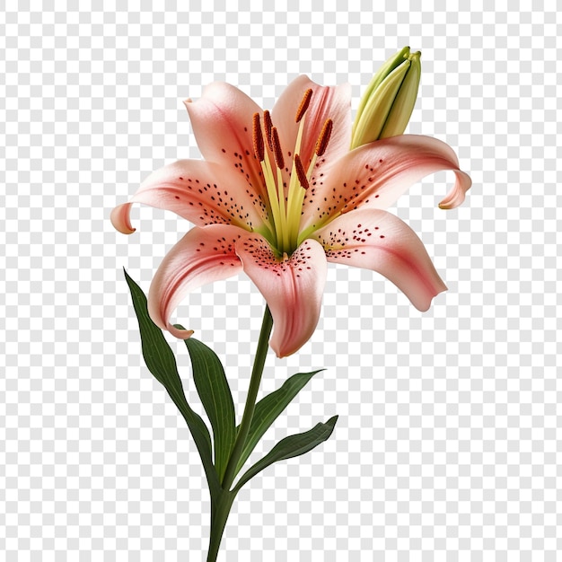 Gratis PSD lilium bloem geïsoleerd op transparante achtergrond