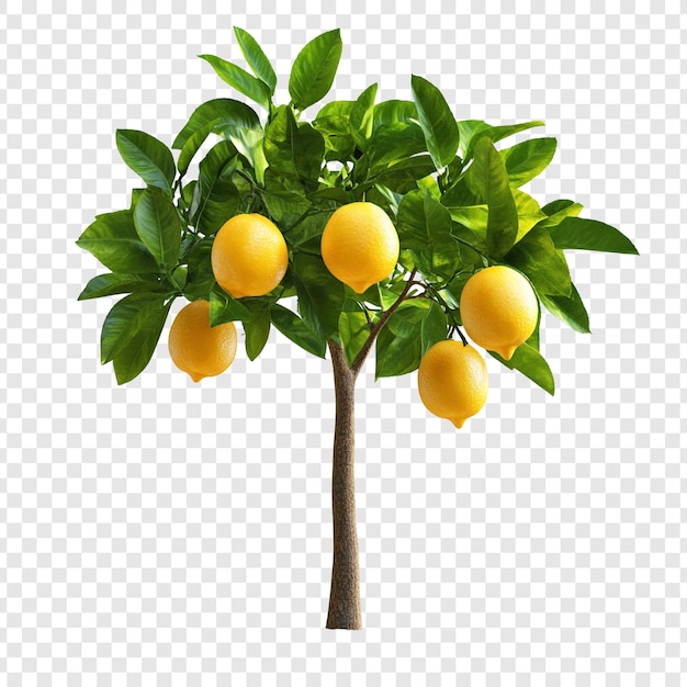 Un limonero exuberante con frutos maduros