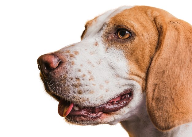 Linda escena de perro marrón y blanco.