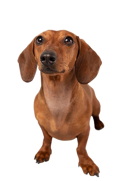 Lindo perro retrato aislado