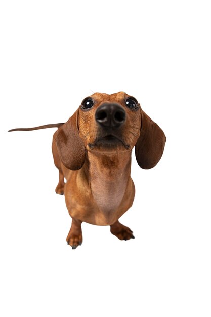 Lindo perro retrato aislado