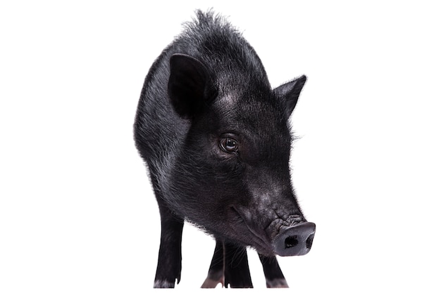 Lindo retrato de mascota de cerdo negro