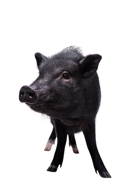 Lindo retrato de mascota de cerdo negro