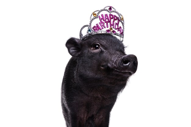 Lindo retrato de mascota de cerdo negro