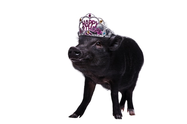 PSD gratuito lindo retrato de mascota de cerdo negro