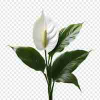 PSD gratuito lirio de la paz spathiphyllum wallisii flor png aislada en un fondo transparente