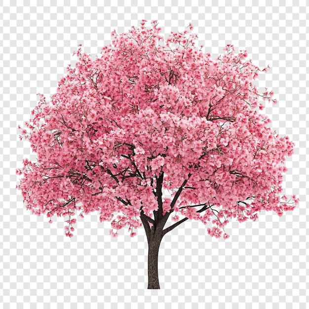 Lo splendido albero di ciliegio rosa in piena fioritura
