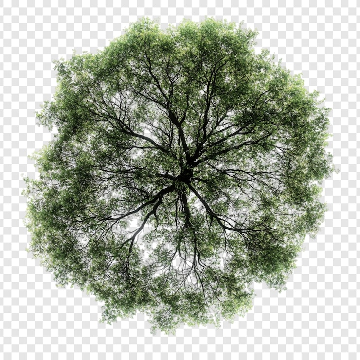 Gratis PSD luchtbeeld van een weelderig groen boomdach