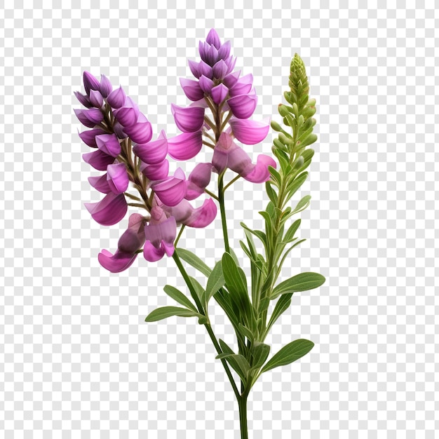 Gratis PSD lupin bloem png geïsoleerd op transparante achtergrond