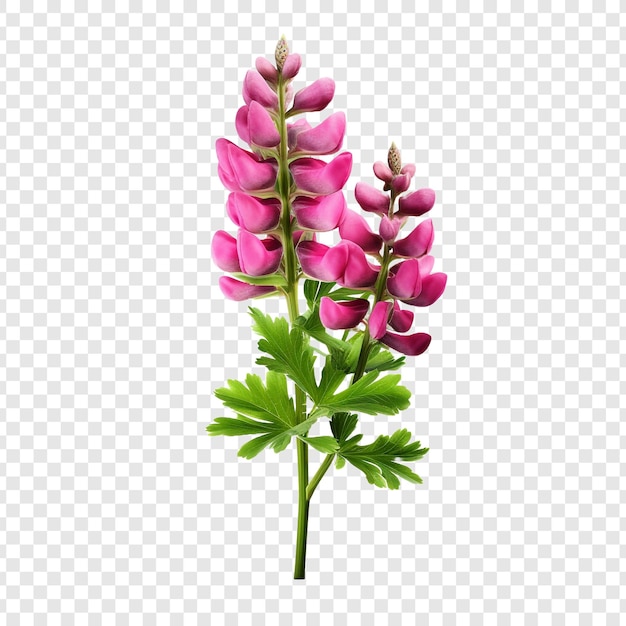 Gratis PSD lupin bloem png geïsoleerd op transparante achtergrond